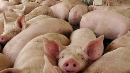 Cursan infracción a plantel de cerdos de Tucapel por generación de malos olores