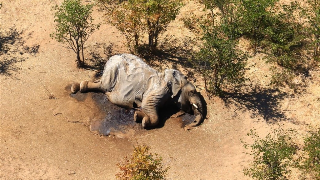 elefantes-muertos-en-el-delta-de-okavango_ea267a4b_1039x692, 