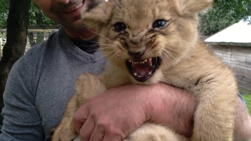 Cachorra de león africano nacida en zoológico de Los Ángeles hoy cumple dos meses