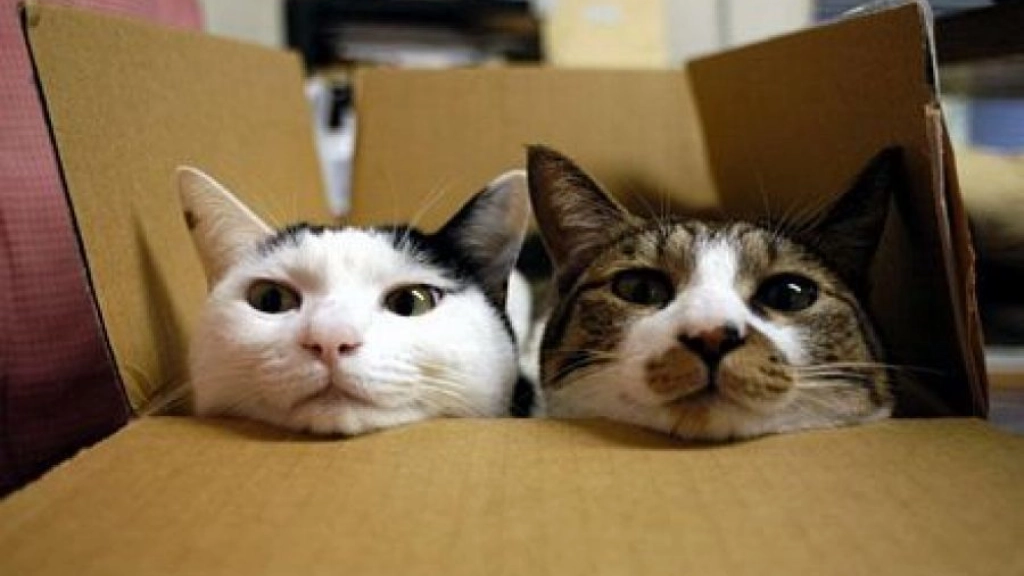 dos-gatos-caja-1-900x574_c, 