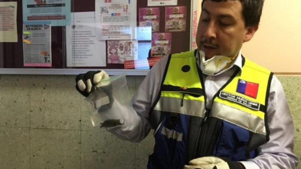 Seremi de Salud en uno de los trabajos donde con medidas de prevención se atrapa murciélago para envío a toma de muestras ISP, 