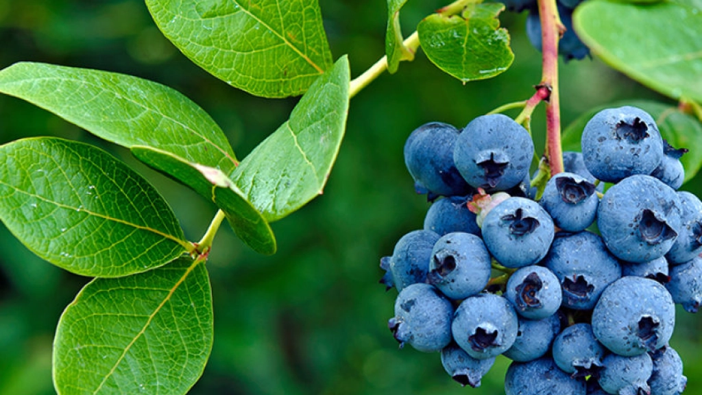 ripe blueberries on bush, 