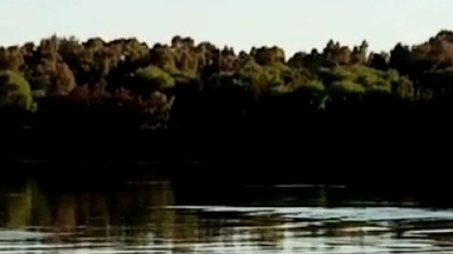 ¿Lobo marino en el río Biobío, cerca de Santa Fe?