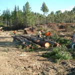 Seguro forestal 1, 