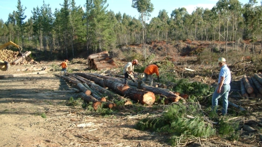 Agroseguros llama a pequeños y medianos propietarios forestales del Biobío a contratar seguro con subsidio estatal