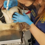 Brigada Canina, 