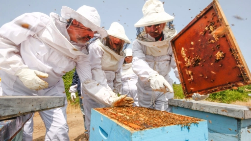 Apicultores trasladan a Yumbel los primeros cajones de abejas