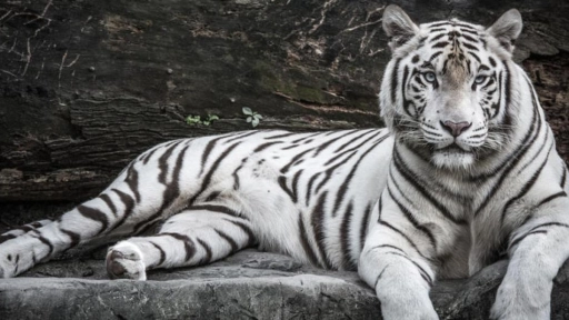 Zoológico Animal's Park en Los Ángeles ya prepara su próxima reapertura