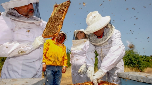 Yumbel: reforestación de Quillay potencia producción mielífera de Biobío