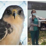 BeFunky-collage-2021-03-19T100023.502, 