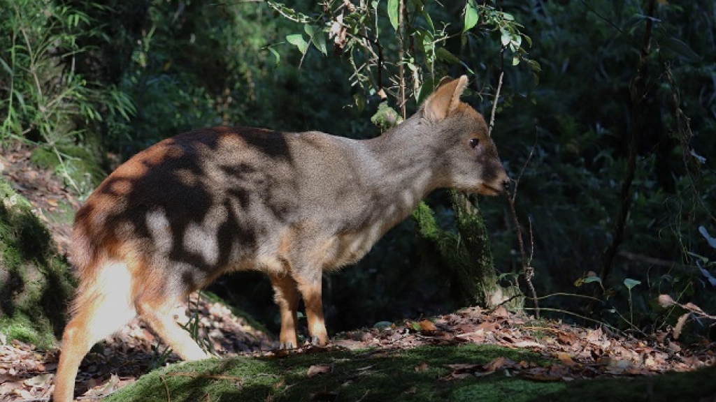 Pudú 5, 