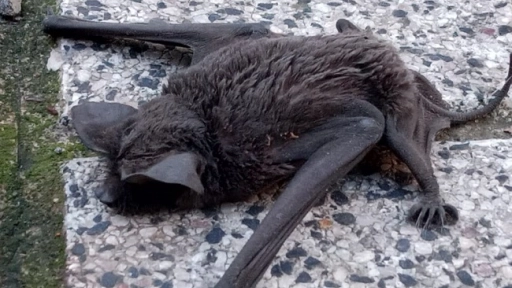 Los Ángeles: Autoridad sanitaria confirmó análisis de murciélago encontrado en pleno centro