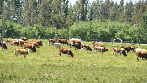 Agropecuaria respondió a cuestionamientos de informe de Contraloría por plantel lechero en Antuco