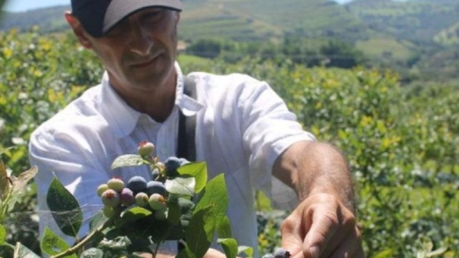 Agricultores advierten el impacto negativo en rendimiento de frutales por falta de trabajadores