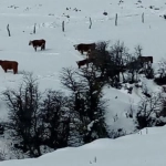 forraje-para-alto-bo-bo-730x350, 