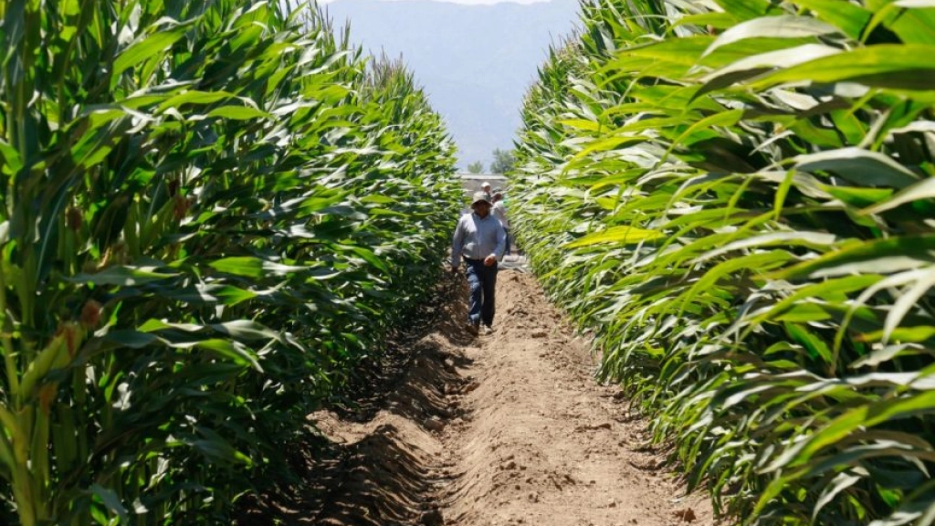 foto nota sequía, El maíz podría ser desplazado por cultivos menos demandantes hídricamente en caso de mantenerse la sequía en la zona de Biobío. 