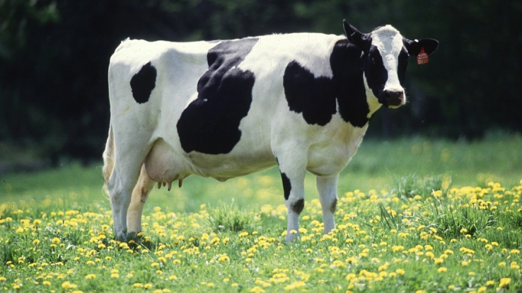 Ferias, Los novillos y las vaquillas fueron las dos principales categorías que lideraron la producción de carne en vara de bovinos. 