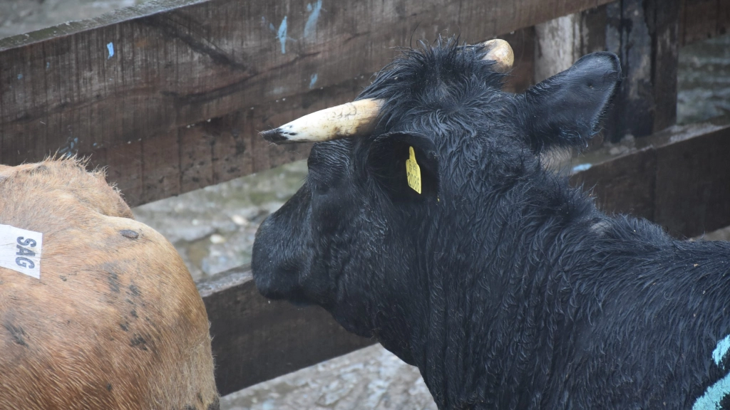 foto nota pauta abigeato, La medida permitirá tomar veinte mil muestras y beneficiará a seiscientos productores agrícolas a evitar la ocurrencia del robo de animales de los predios.