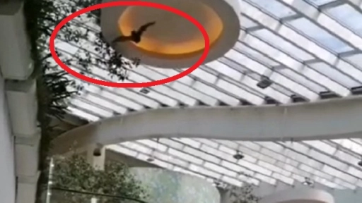 VIDEO: Registran murciélago volando en el interior de Mall de Los Ángeles