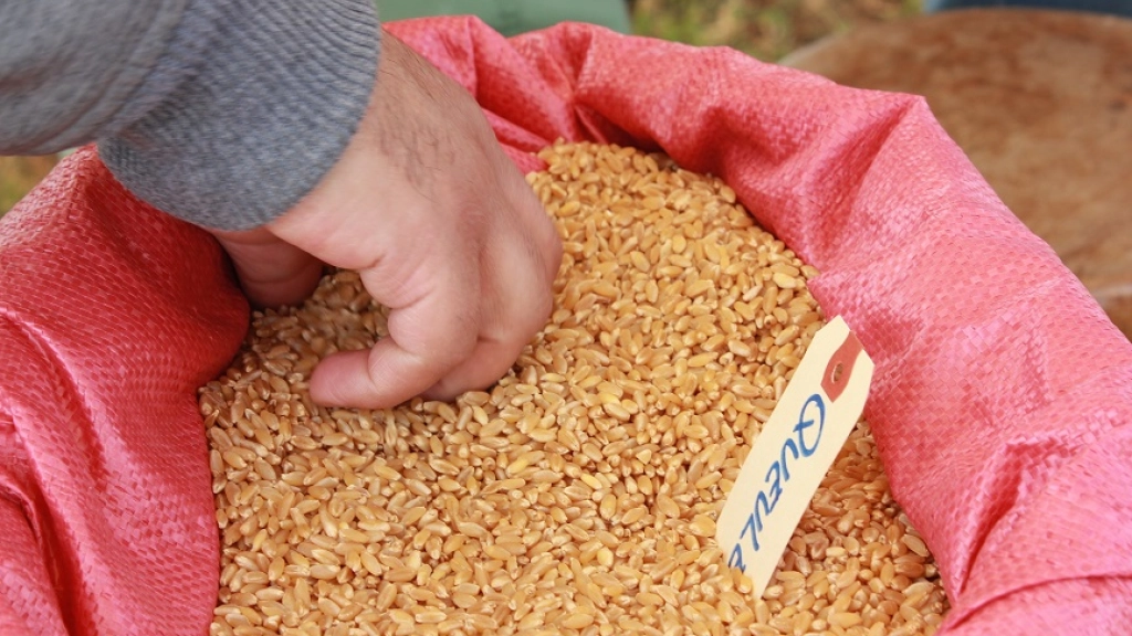 tritri, El 7,6{signoporc} de la molienda de trigo a nivel nacional fue procesada en la Región del Biobío.