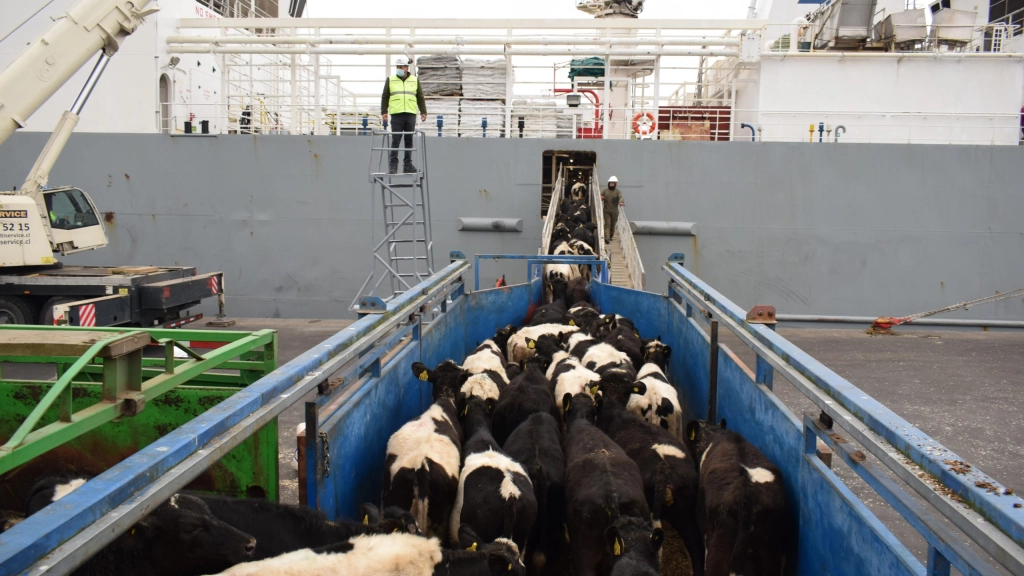 DSC_3187, El ganado de exportación se encuentra desde la Región de O’Higgins hasta la de Magallanes, y es enviado en corrales espaciosos, con aire acondicionado, viruta y dos veterinarios que se preocupan de las dietas y el estado de los animales.