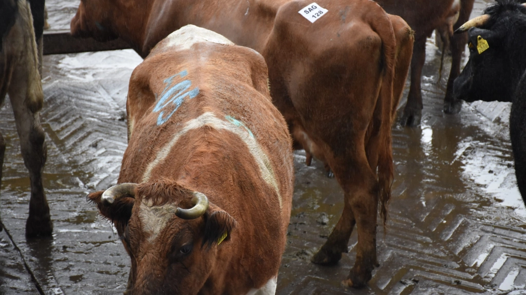 Feria Tattersal, ganado (4), El aumento en la venta de productos cárnicos lleva a un aumento en la fiscalización de la ley de carne y en el control del abigeato.