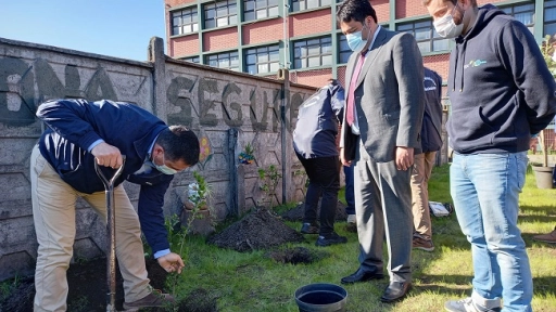 Inician plantación de 100 árboles en sala cuna Salvador Allende de Nacimiento