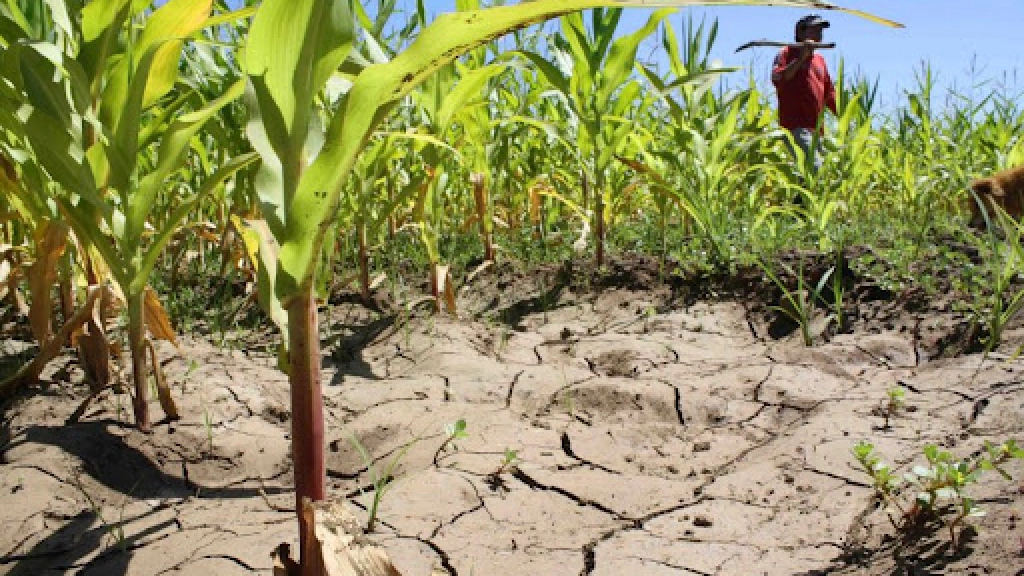 Foto nota emergencia agrícola (1), La medida permite agilizar la entrega de recursos a los organismos que apoyan al sector agrícola para solucionar los problemas causados por la sequía.