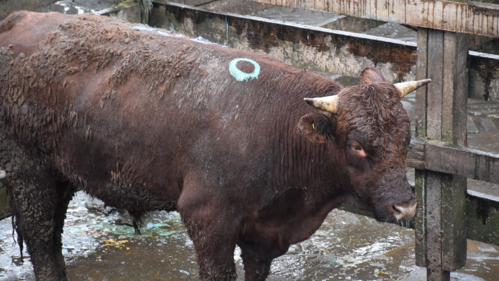 Feria Tattersal, ganado (5), El 6,7{signoporc} de la producción de carne en vara de ganado bovino nacional fue producida en la región.