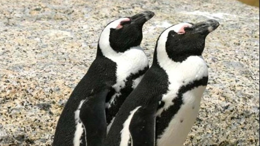 Pingüinos mueren tras ataque de abejas melíferas del Cabo