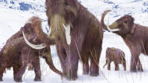 Buscan revivir al extinto mamut lanudo