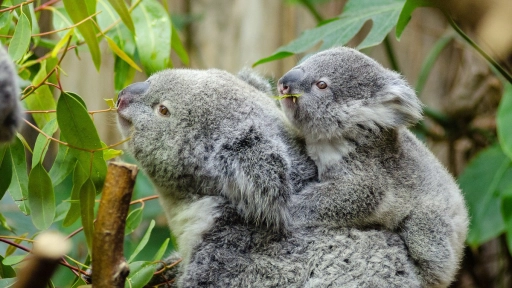 La población de koalas cayó en un 30 % en Australia