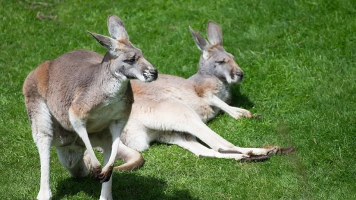 Investigan la muerte de 14 canguros en Australia
