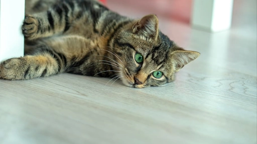 Estudio revela el origen de las rayas en gatos atigrados