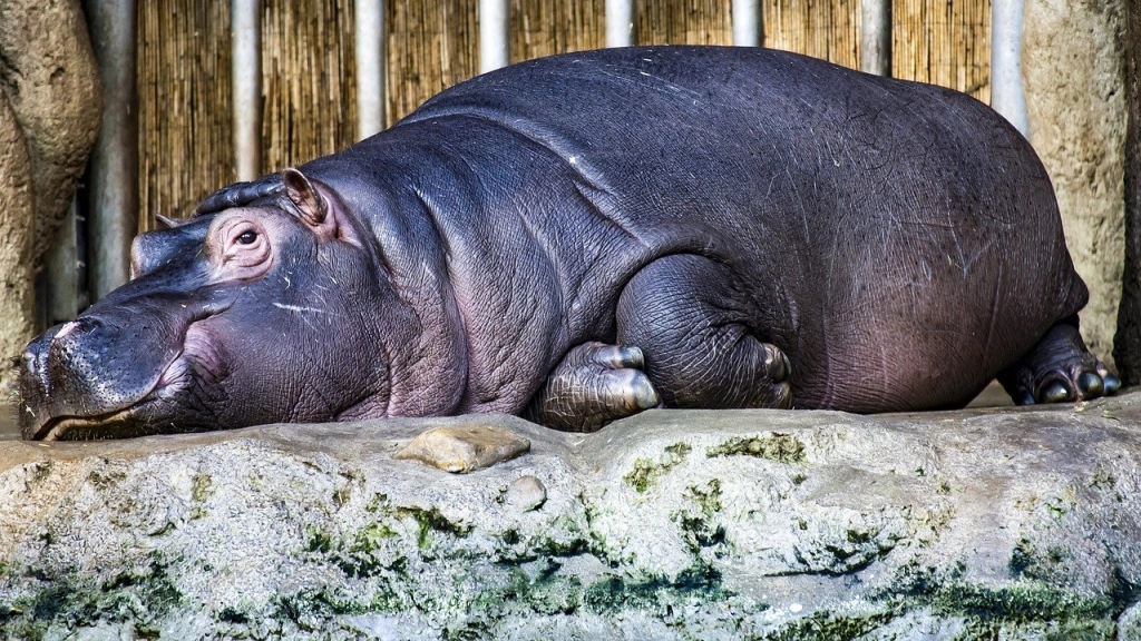 hippopotamus, 