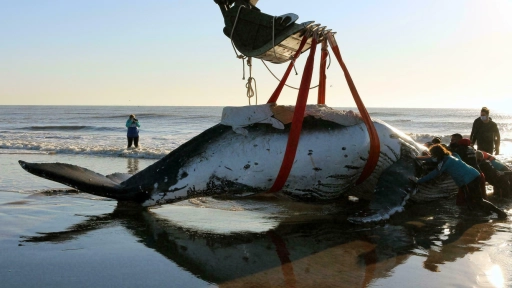Treintena de voluntarios rescatan dos ballenas varadas en Argentina