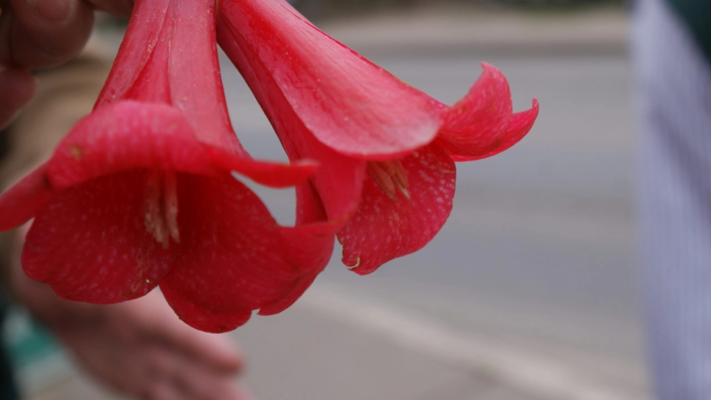 SONY DSC, Al ser el copihue una especie regulada, exige a quienes lo comercializan contar con la inscripción de la copihuera en el SAG para la colecta de flores. 
