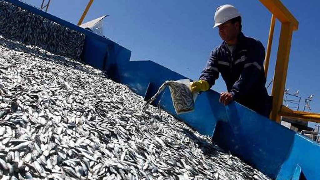 captura sardina, Pescados fue la principal especie desembarcada en la región, con una participación de 91,8{signoporc}.