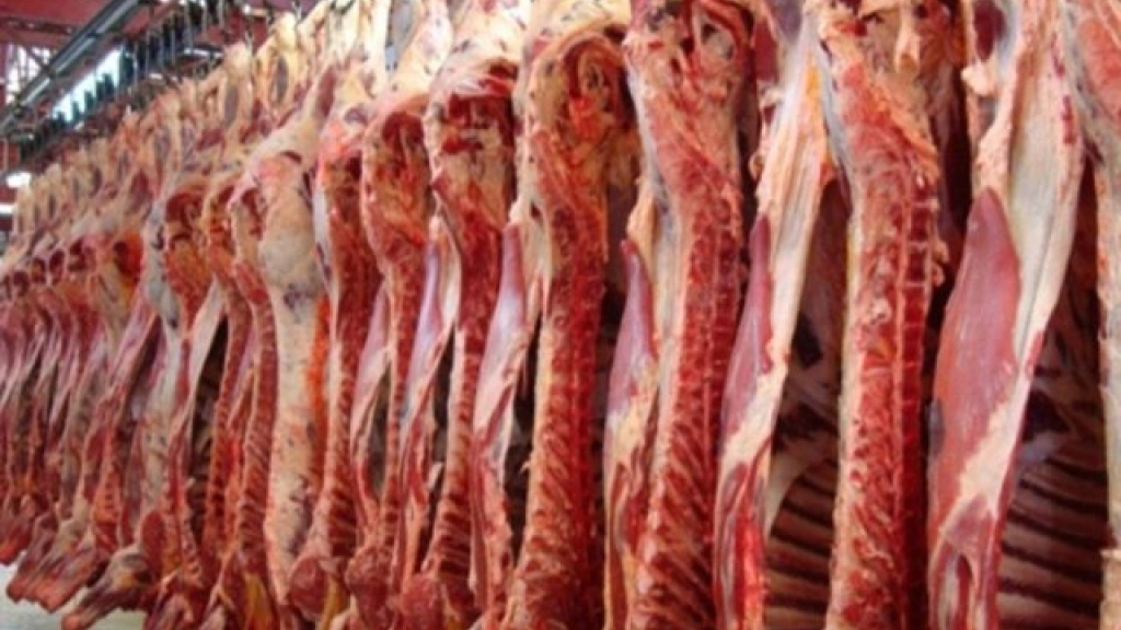 vara, La producción de carne en vara bovina totalizó 1.446,5 toneladas, exhibiendo un ascenso de 12,2{signoporc}, lo que significó 157,6 toneladas más en la comparación interanual.