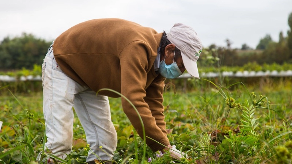 foto nota proyecto trabajadores agrícolas, La falta de mano de obra se da producto de una falta de esfuerzos de los gremios por renovar las generaciones de trabajadores agrícolas y la pandemia del Covid-19.