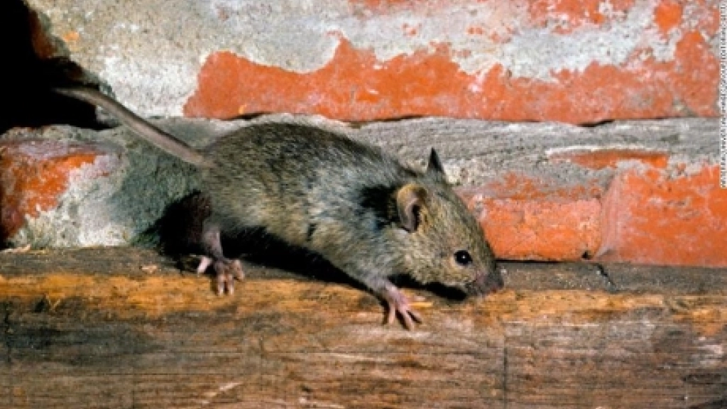 house-mouse-restricted-exlarge-169, 