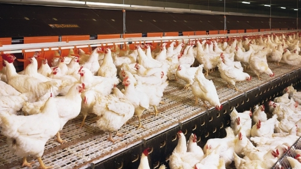 Nota pollo 2, Los precios del producto nacional se han comportado de manera tan inestable durante el último tiempo que los compradores han debido optar por pollo importado para asegurar la rentabilidad de sus negocios.