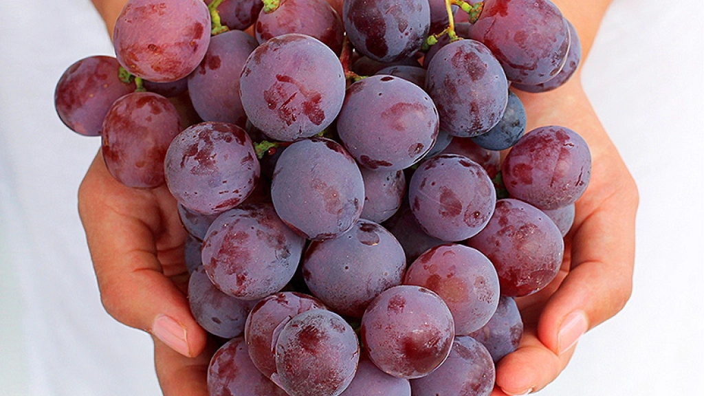 web 1 1811, Chile es, actualmente, el principal proveedor de uvas de mesa en el mundo, y que las uvas son una de las dos principales especies frutales, en términos de volumen, enviadas por nuestro país a los mercados internacionales.