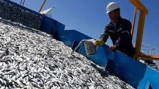 Desembarque pesquero de la Región del Biobío descendió 25,6% en septiembre