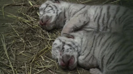 Nicaragua: Nacen tres tigres blancos de bengala