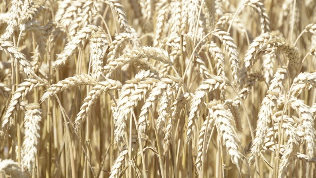 trigo web1, Los principales productos de trigo elaborados en el país en el mes de análisis fueron harina de primera, con una participación de 87,2{signoporc}, sémola (4,6{signoporc}) y harina especial (3,7{signoporc}).