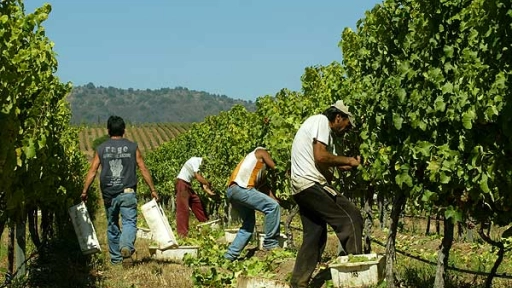 Trabajadores extranjeros siguen ganando terreno en las labores agrícolas
