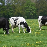 pm 4 (1), Las proyecciones esperadas en desarrollo del sector para este año se situaban entre un 3 y 4{signoporc} a inicios de 2021, sin embargo, el indicador terminó con nulos avances.