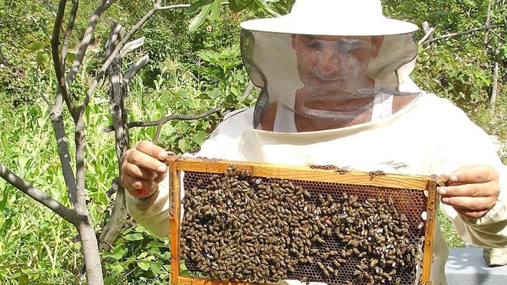 pm 3 0501, La producción de miel de la región ha bajado en más de la mitad de lo que se podía generar hace cinco años, cerrando oportunidades laborales para las personas del mundo rural que ven en la apicultura una oportunidad de desarrollo.