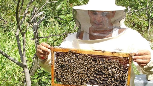 Sequía pone en alerta a productores de miel de Biobío